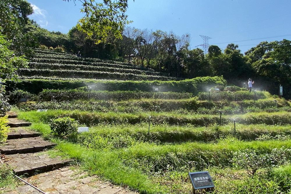 tea garden smart irrigation cover