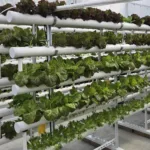 Read more about the article 萬客來水耕蔬菜微型智慧農場 自動化水養液供應系統