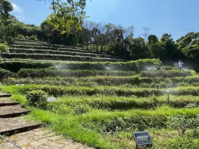 鐵觀音包種茶研發推廣中心